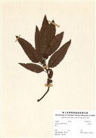 藏品(栓皮櫟)的圖片